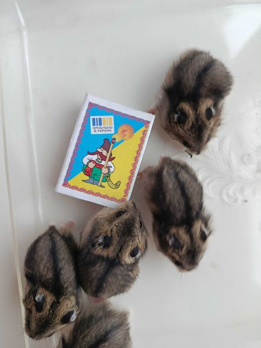 Хом'ячки джунгарики