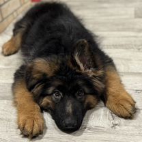 Продам щенка немецкой овчарки