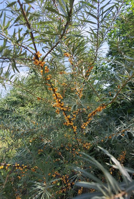 Земля під будівництво
