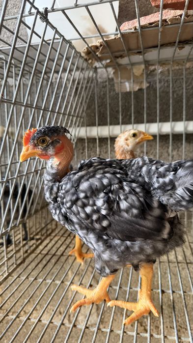 Vendo Pintos de Amarela portuguesa, pedres, branca, leghorn perdiz