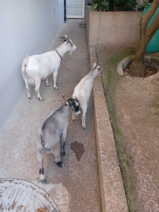 Cabritinhos anões
