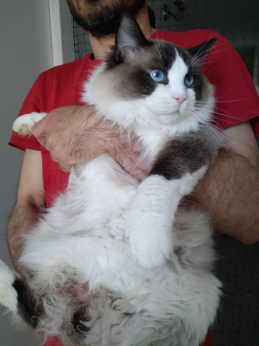 Kocurek Ragdoll FPL do rezerwacji:)