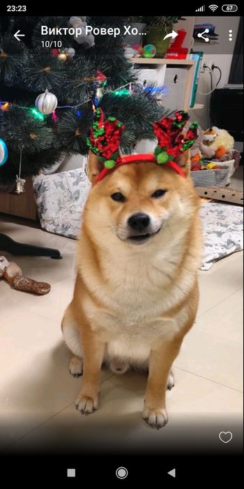 (Можно без денег )Мальчик сиба ищит пару без обязательств документы в