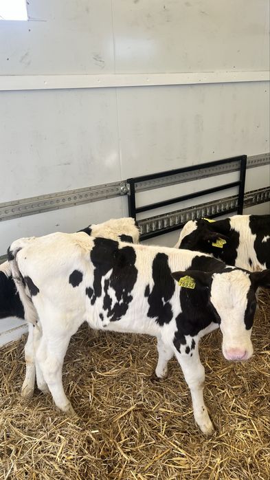 Sprzedam cielaki cielęta