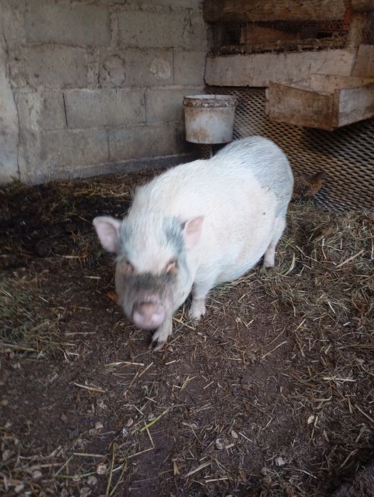 Tenho para venda porcos