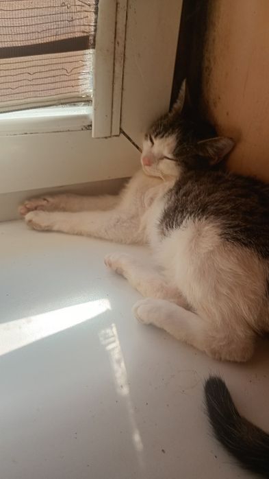 Oddam kotki w dobre ręce