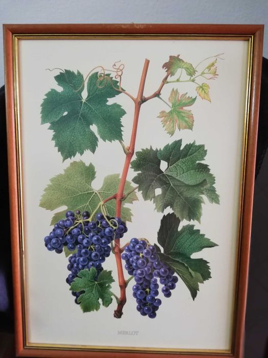 Quadros com motivo de castas de uvas.