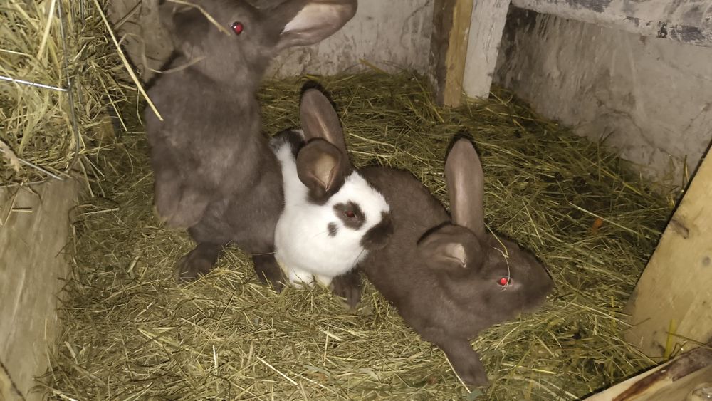 Sprzedam młode samiczki olbrzym srokacz Hawana