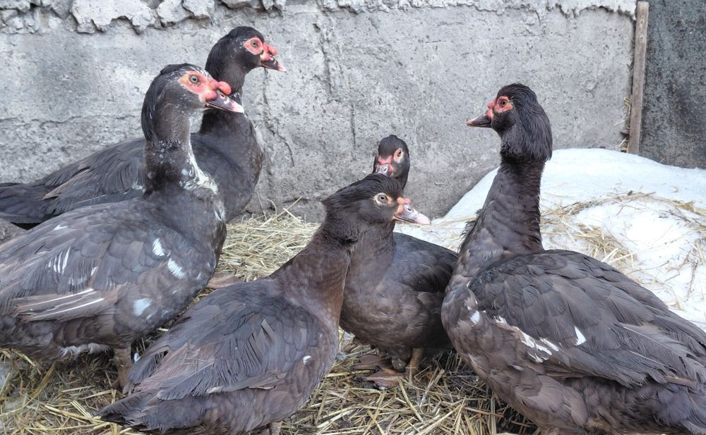 Червона індокачка