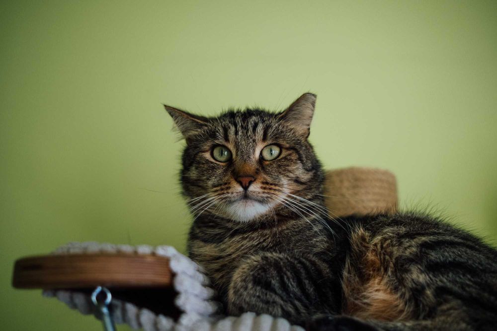 Bury Racuch czeka na dom! – kocurek do adopcji