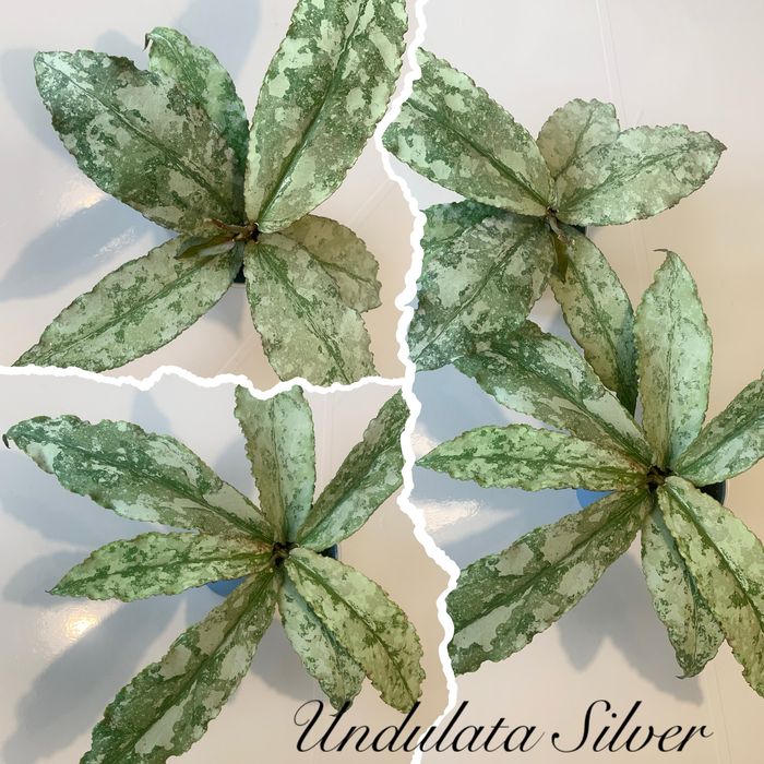 Хойя Hoya Undulata Silver