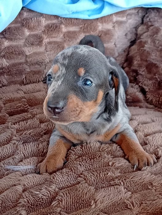 Teckel kaninchen Merle blue
