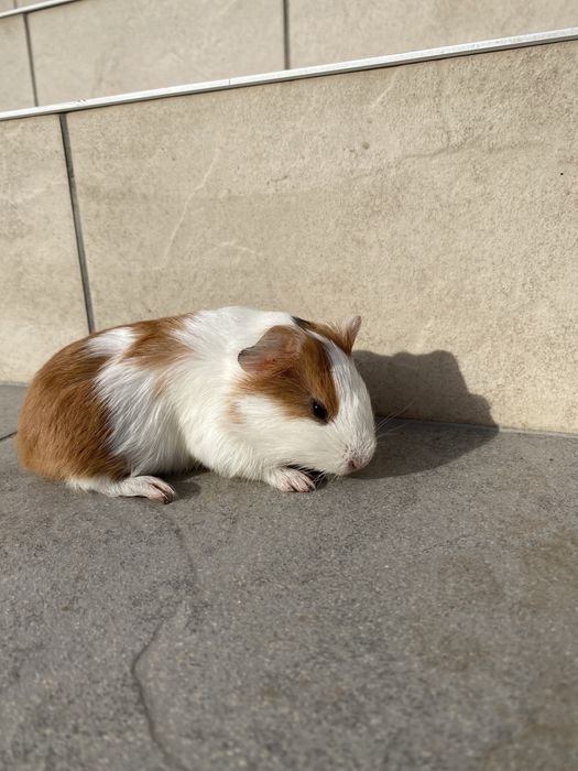 Продам морські свинки.