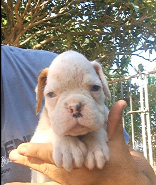 Boxer femea (afixo casa do Niko)