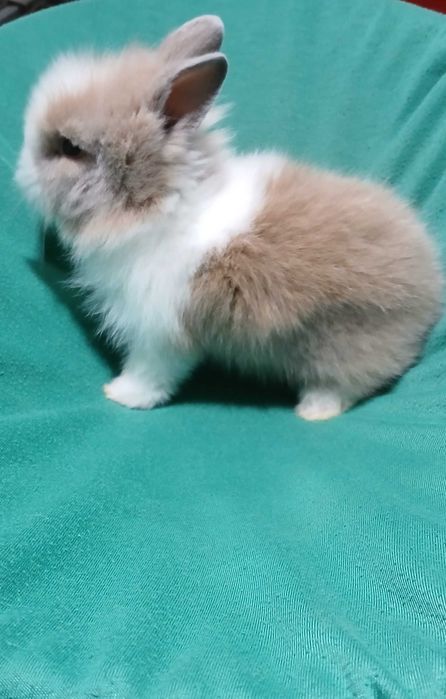 Карликовий декоративний кролик