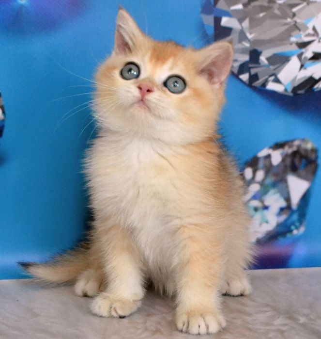 Чистокровнi золоти шиншили