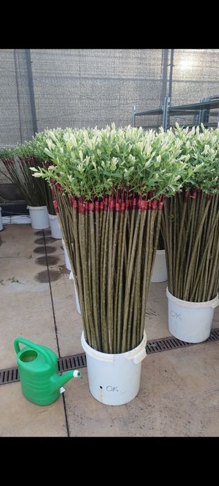 Wierzba Japońska Salix Hakuro Nishiki półprodukt sadzonka goły korzeń