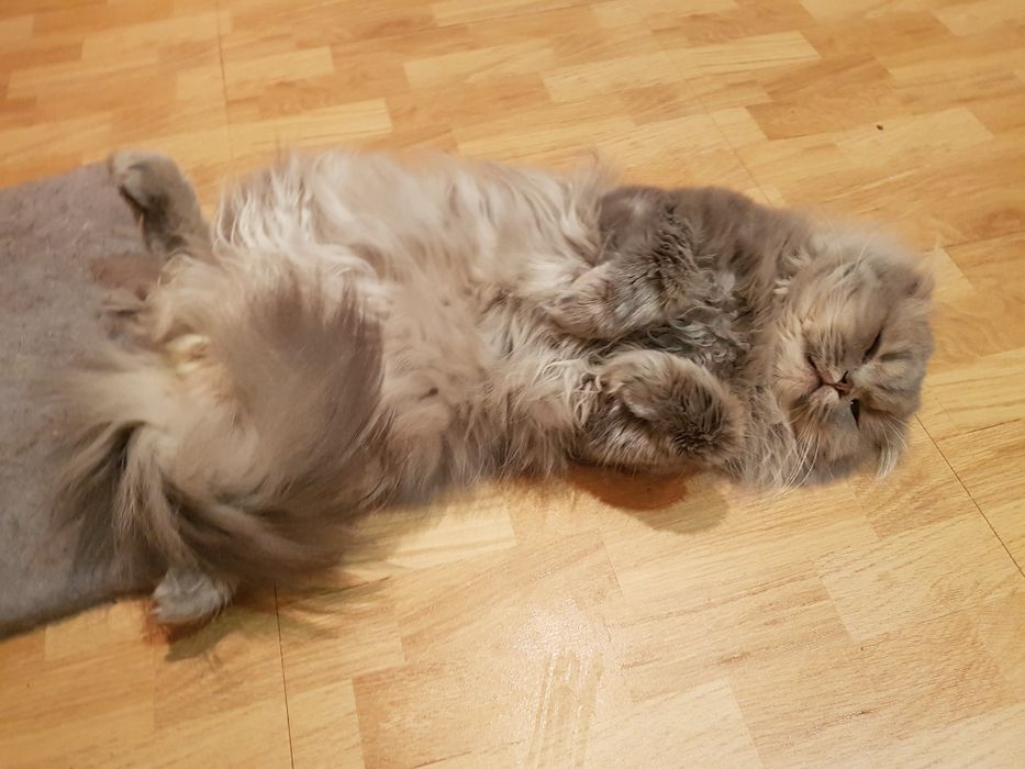 Вязка кот вислоухий ищет невесту