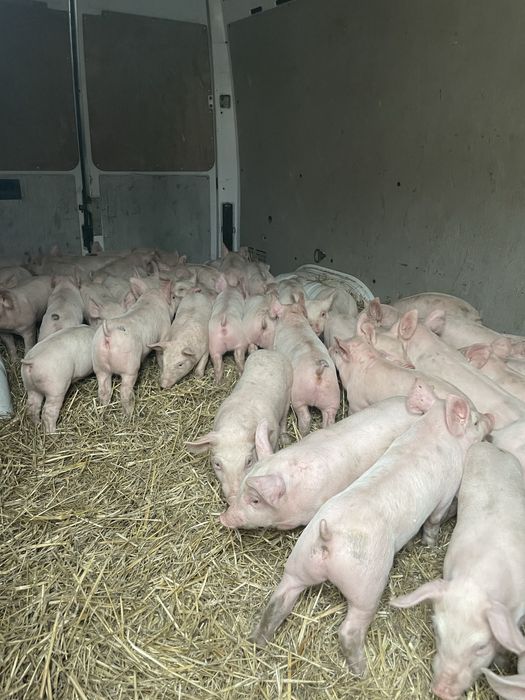 Продам поросят