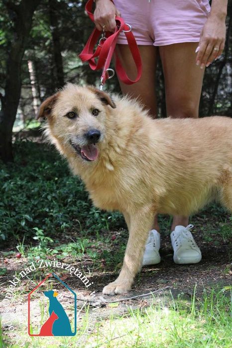 KOCHANY, KUDŁATY, czuły i pogodny - nigdy nie miał domu - adoptuj