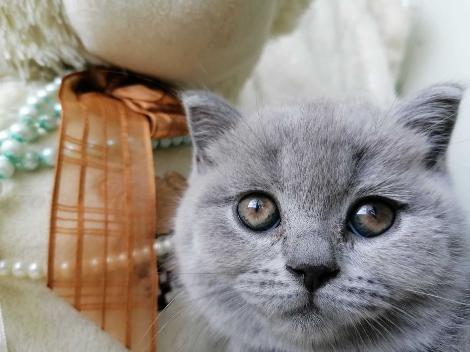 koka Brytyjska Krótkowłosa Niebieska