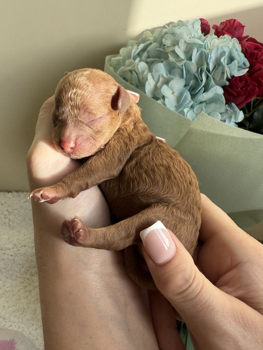 Мультипу 2 міс чіп