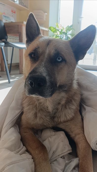 Рекс в пошуку родини