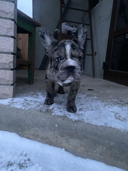 Французький бульдог дівчинка(біг роб)