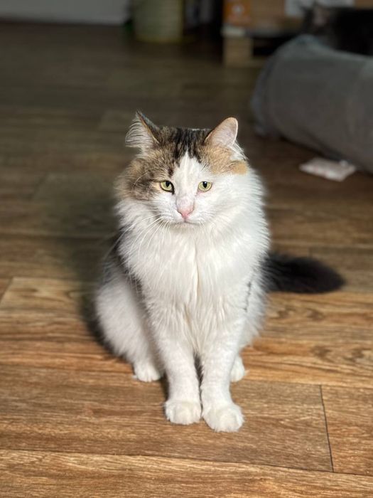 Трехцветный пушистый кот в надёжные руки