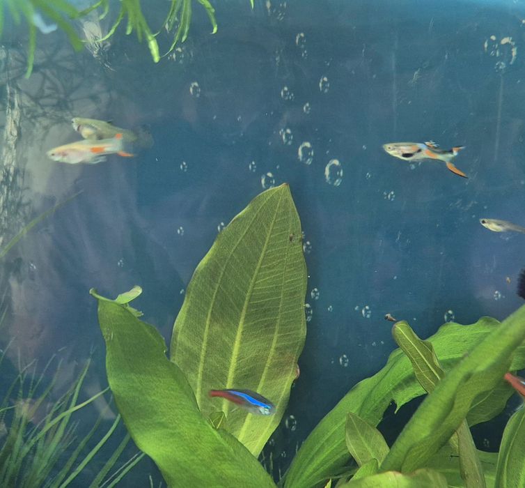 Acessórios para aquario guppies, platys, Molly's e búzios