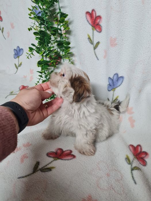 Excelente menino Shitzu/ Shih-Tzu de Qualidade