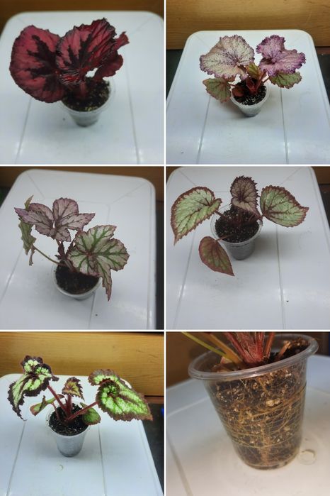 Бегонії в наборі