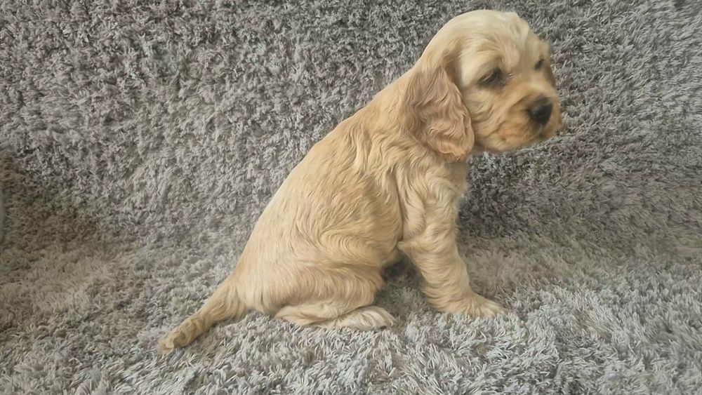 Cocker spaniel angielski chłopiec i dwie dziewczynki