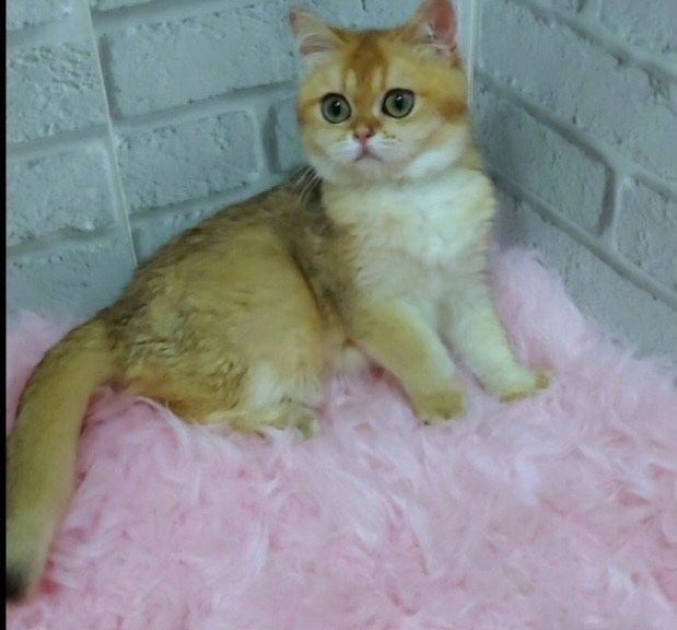 Нежный котик золотая шиншилла