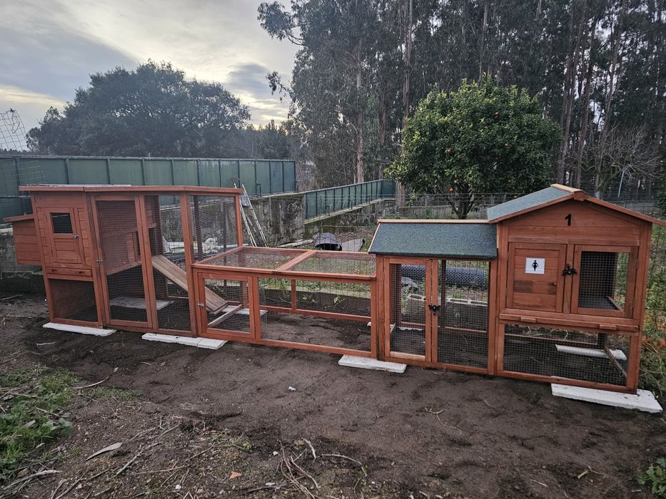 Galinheiro como Novo