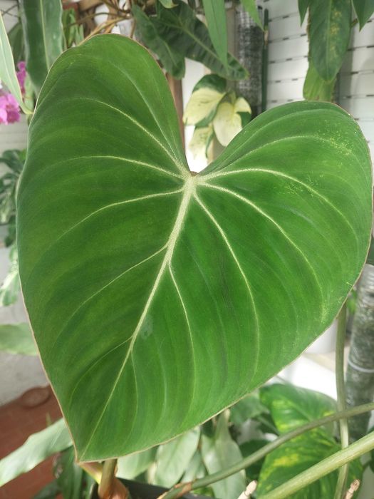 Philodendron gloriosum