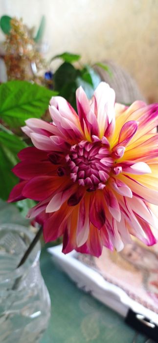 Георгин Carribian Fantasy