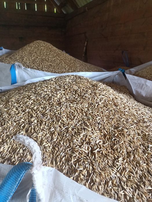 Owies po centrali Pablo