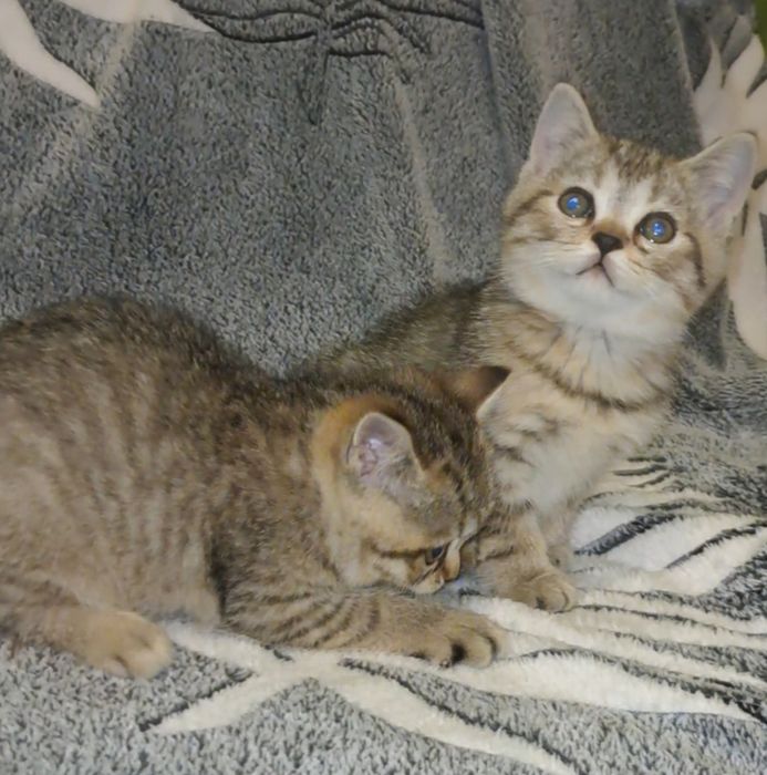 Шотландські кошенята