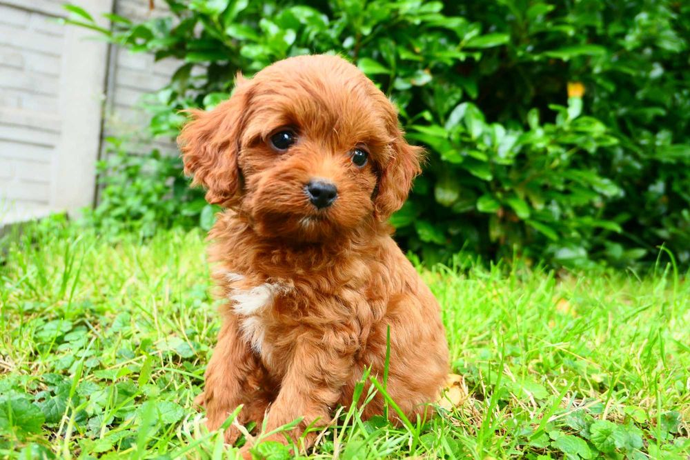 Cavapoo- Piękna zdrowa suczka- Badania genetyczne!