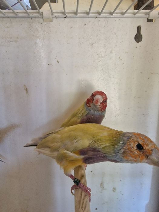 Diamantes de Gould