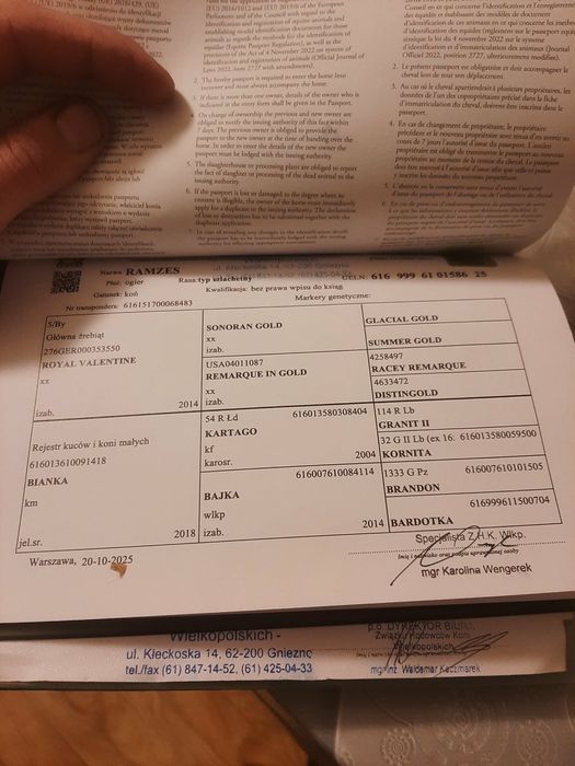 sprzedam dwa źrebaki ogierki pół bracia