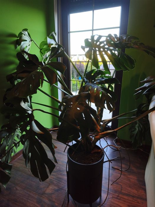 Sprzedam 2 Kwiaty Monstera