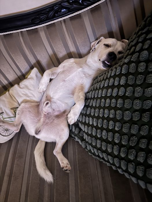 Вʼязка Джека Рассел Терʼєр