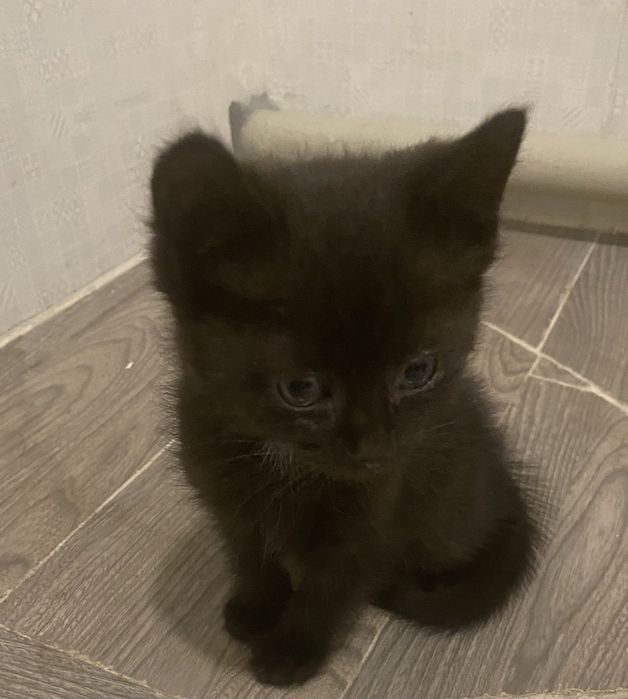 Котят  в ответственные руки