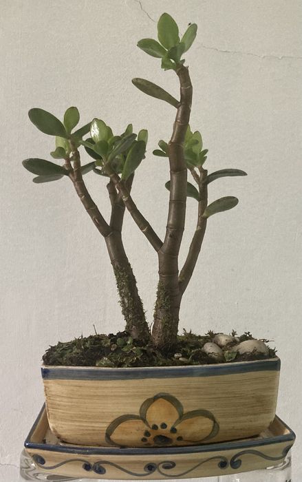Bonsai JADE - Árvore da Fortuna e do Dinheiro / Sorte C