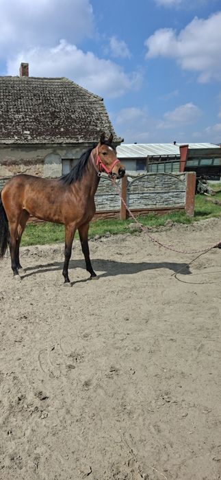 Sprzedam ( zamienię)  bardzo ładną klacz o imieniu Pasja