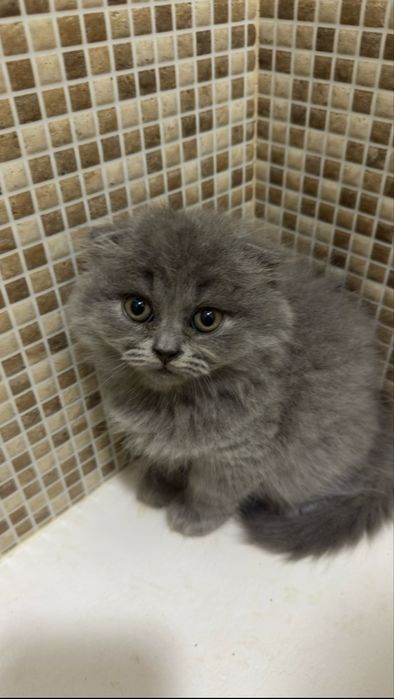 Scottish fold com 2 meses
