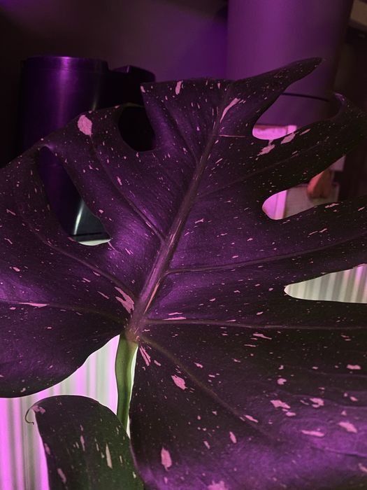 monstera thai duży okaz z doniczką. w bigosie