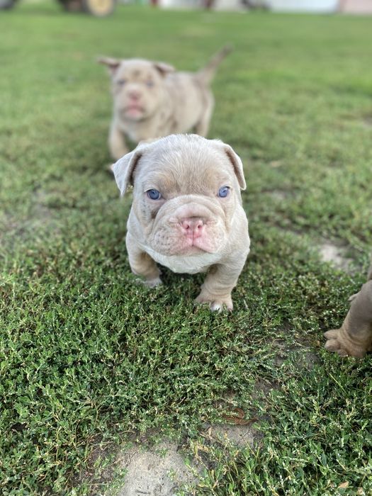 American Bully Pocket
